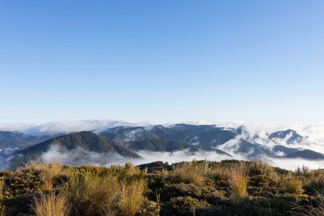 Owhaoko view