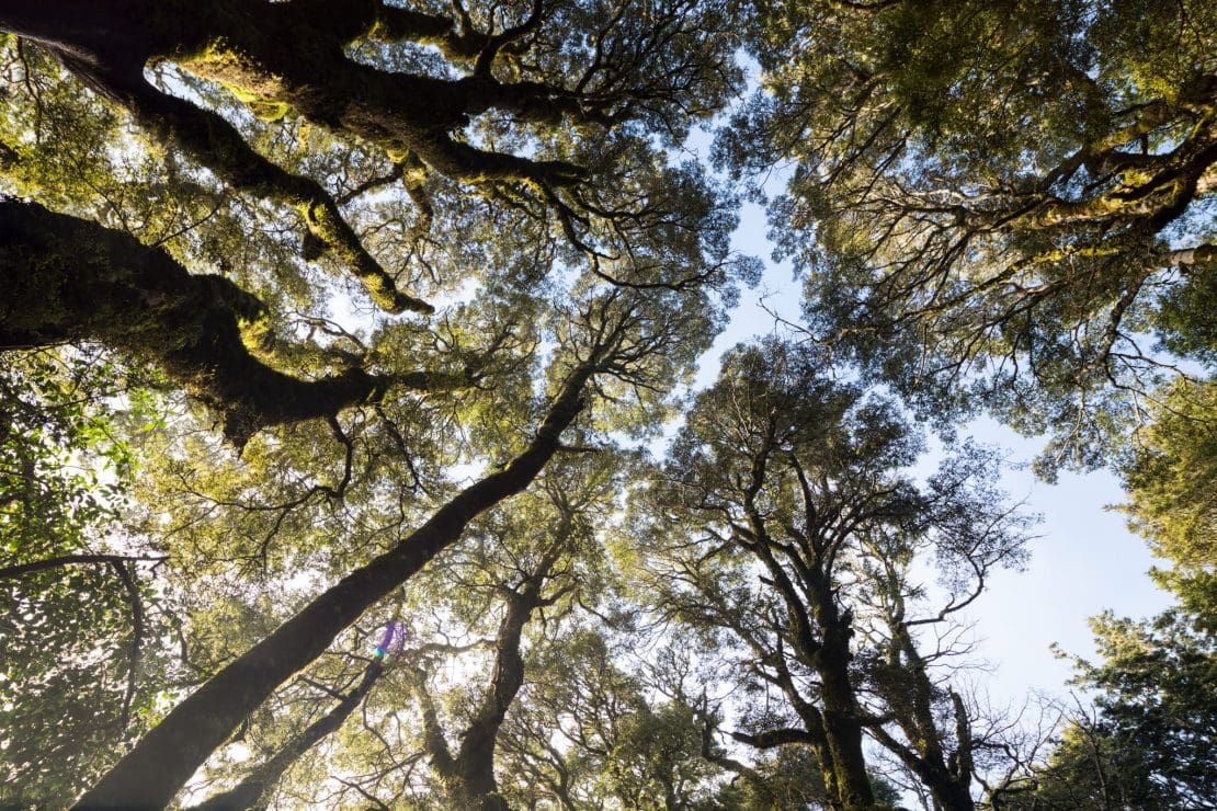 Tree canopy