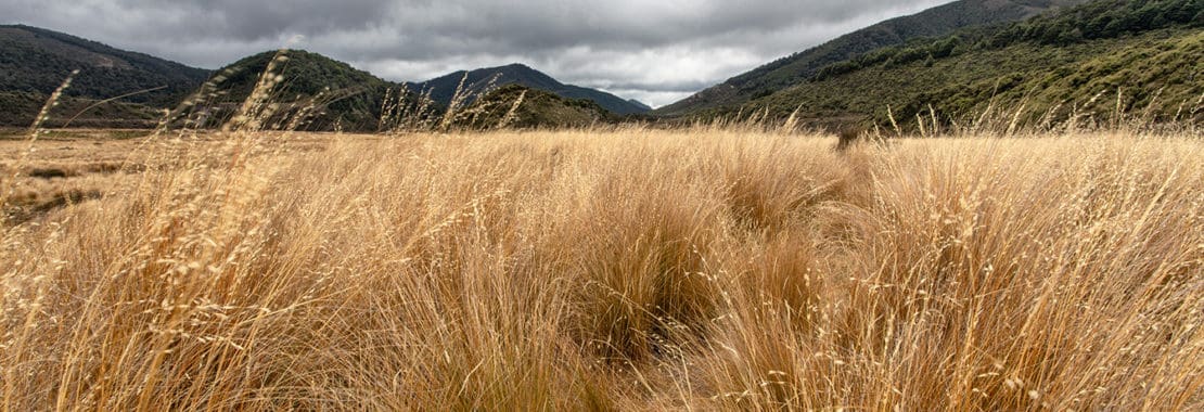 Tussock