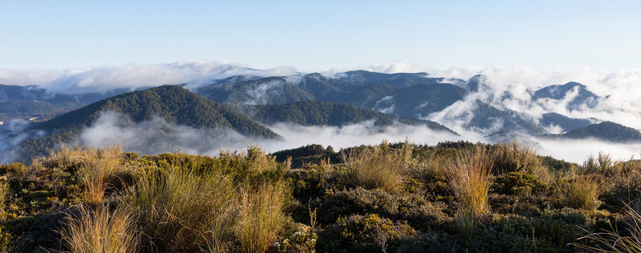 Owhaoko view